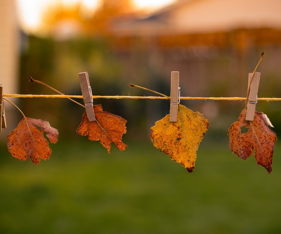 Обои природа, листья, осень, nature, leaves, autumn разрешение 2048x1365 Загрузить