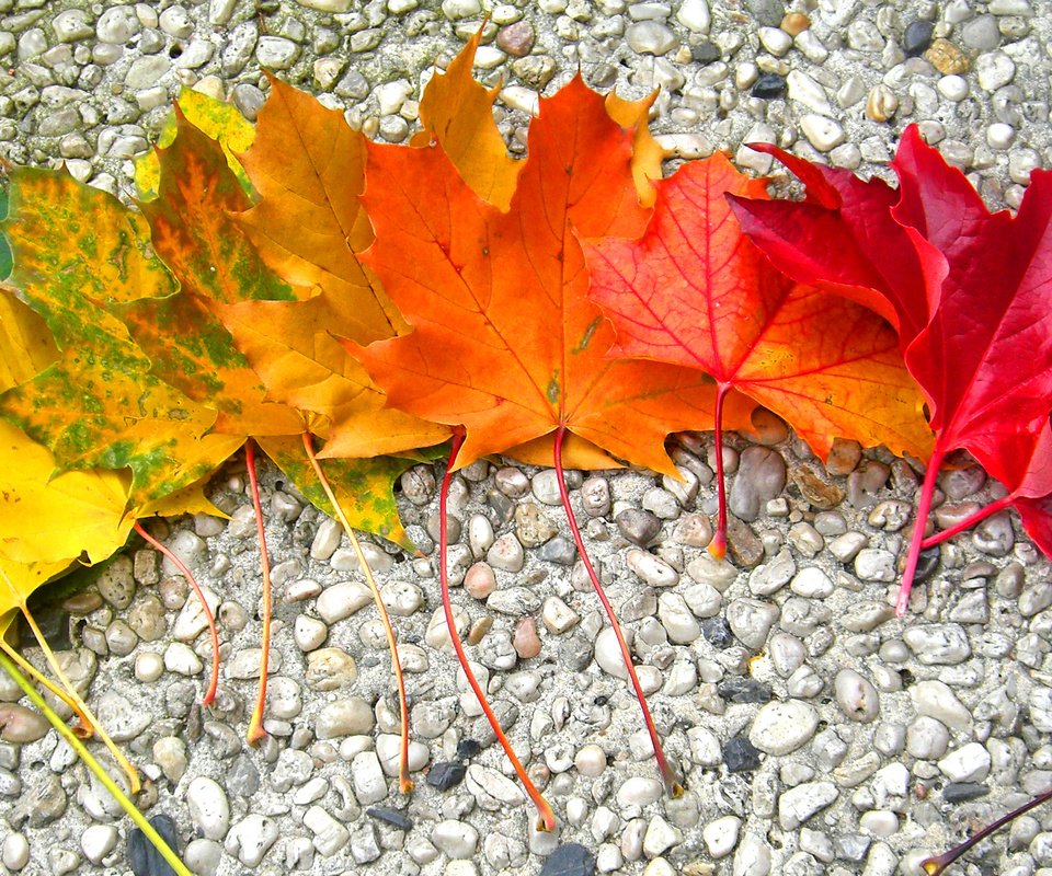 Обои камни, листья, осень, радуга, клен, stones, leaves, autumn, rainbow, maple разрешение 2968x1524 Загрузить