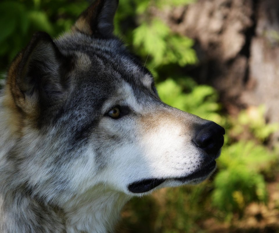 Обои морда, взгляд, хищник, животное, волк, face, look, predator, animal, wolf разрешение 2048x1356 Загрузить