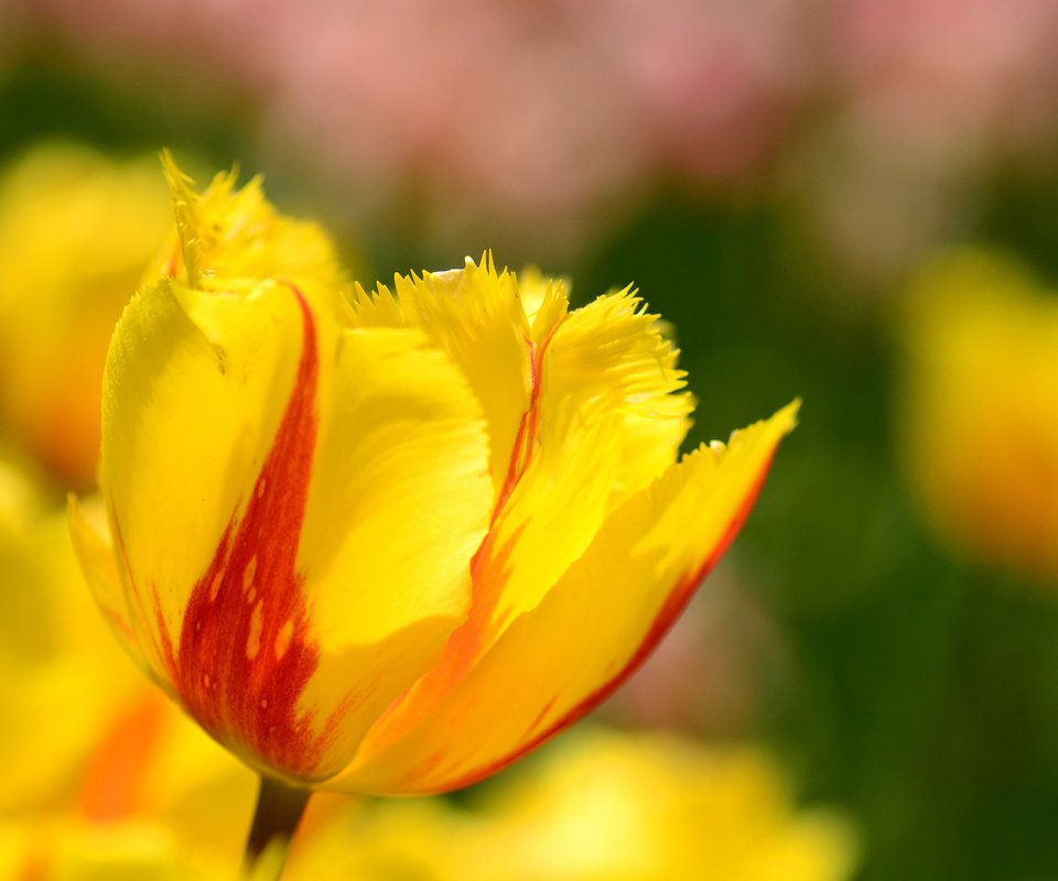 Обои цветы, макро, лепестки, весна, тюльпаны, flowers, macro, petals, spring, tulips разрешение 2048x1356 Загрузить