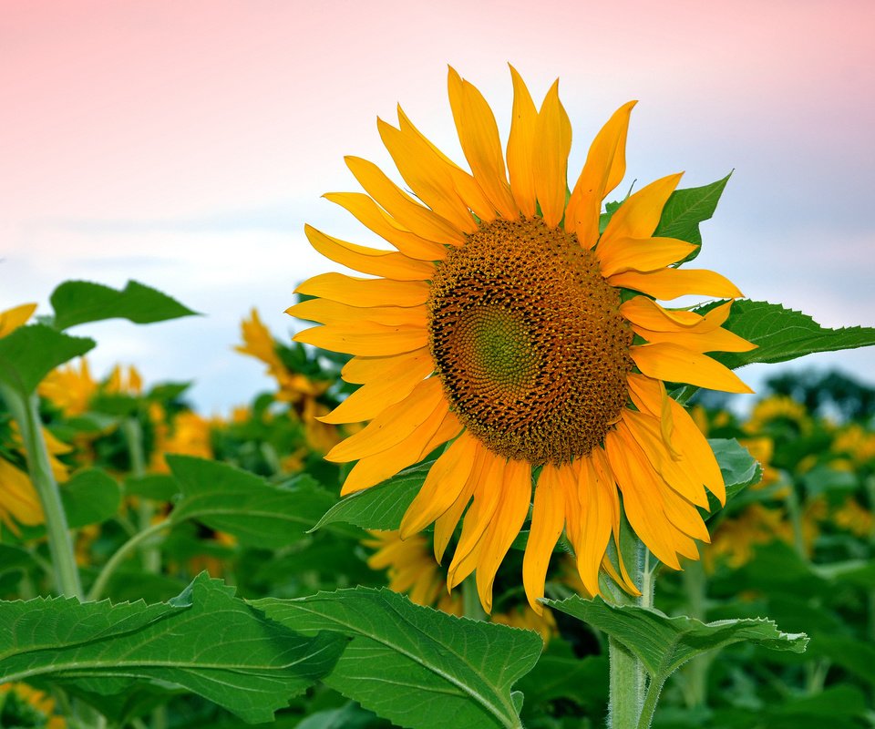 Обои небо, листья, цветок, поле, лепестки, подсолнух, the sky, leaves, flower, field, petals, sunflower разрешение 2048x1360 Загрузить