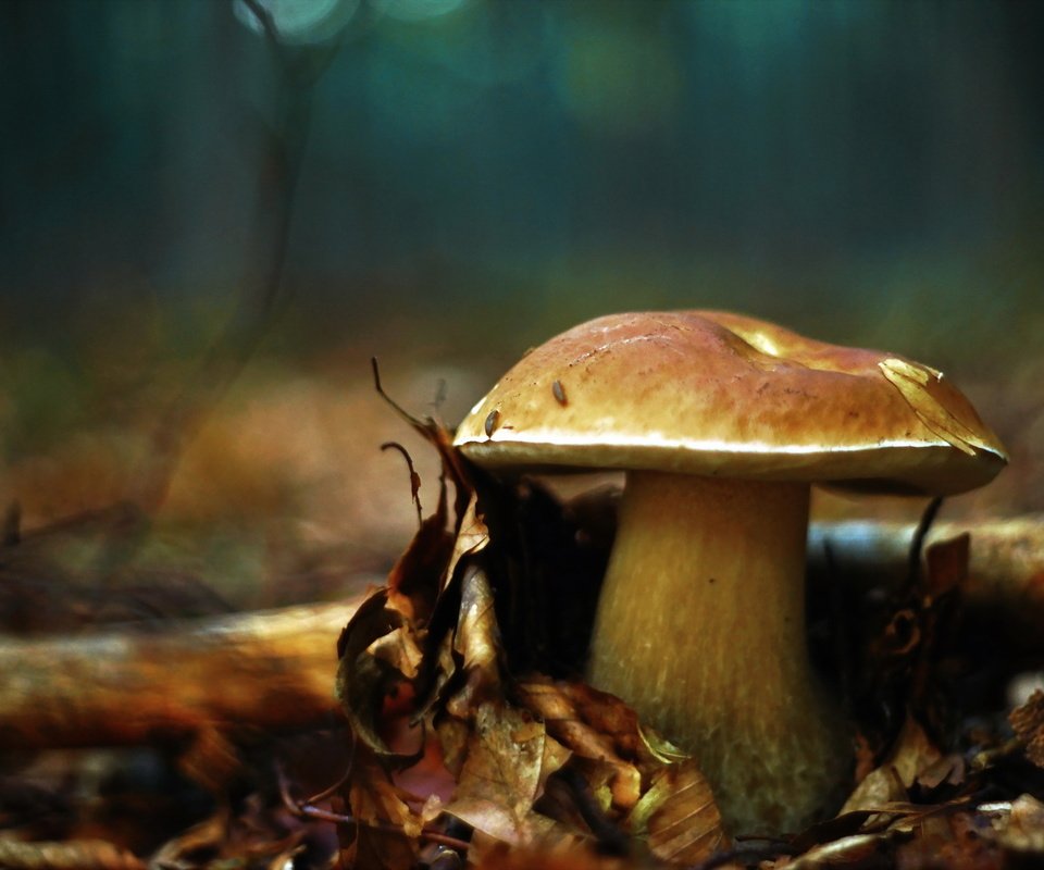 Обои природа, осень, гриб, nature, autumn, mushroom разрешение 2048x1365 Загрузить