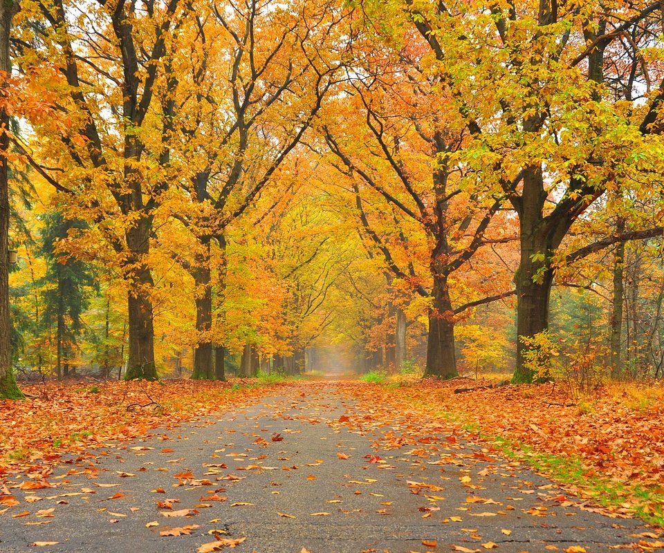 Обои дорога, деревья, пейзаж, парк, осень, осенние листья, road, trees, landscape, park, autumn, autumn leaves разрешение 2800x1824 Загрузить