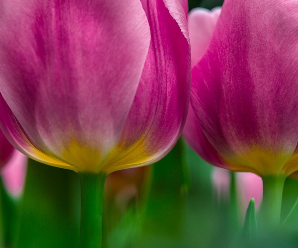 Обои цветы, макро, тюльпаны, розовые, flowers, macro, tulips, pink разрешение 2048x1299 Загрузить