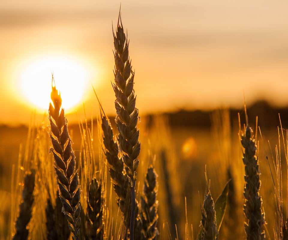 Обои солнце, природа, макро, поле, колосья, пшеница, the sun, nature, macro, field, ears, wheat разрешение 5033x3256 Загрузить