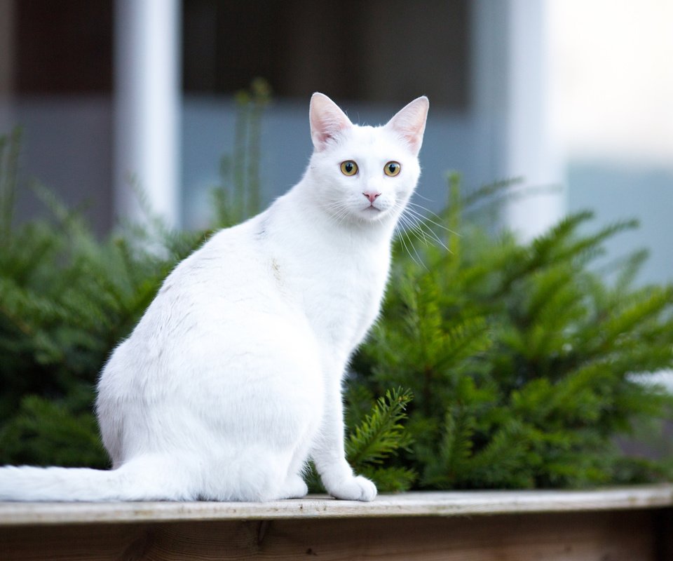 Обои морда, фон, усы, кошка, взгляд, белая, face, background, mustache, cat, look, white разрешение 2048x1365 Загрузить