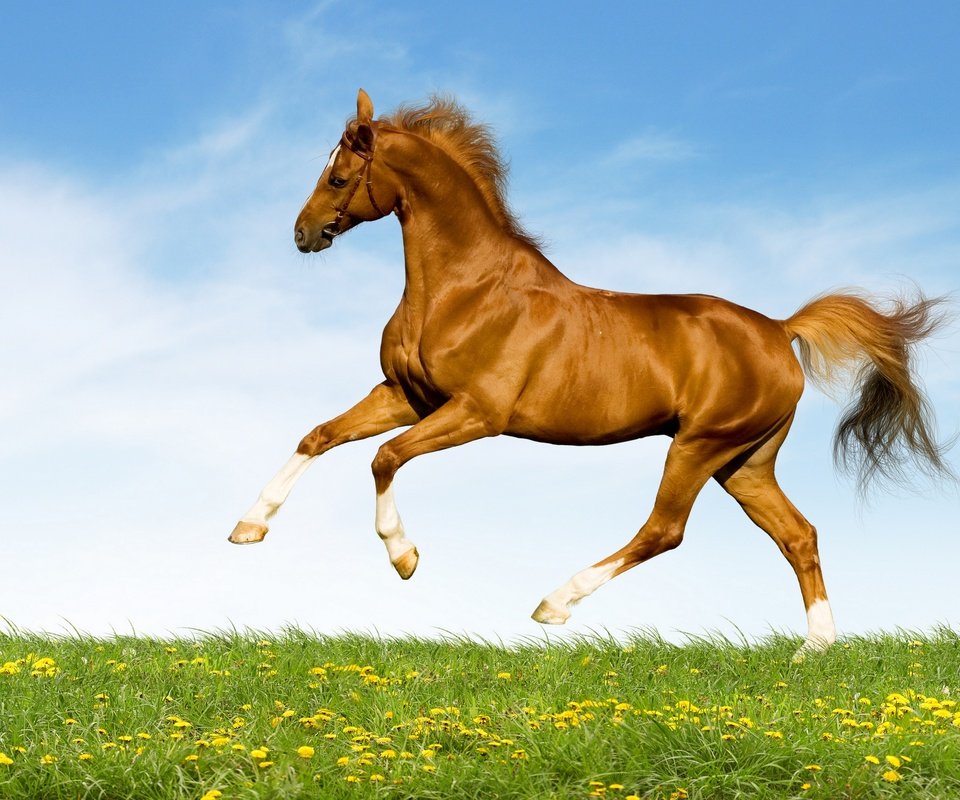 Обои небо, лошадь, трава, поле, лето, одуванчики, конь, коричневый, резвится, sports, the sky, horse, grass, field, summer, dandelions, brown разрешение 2880x2032 Загрузить