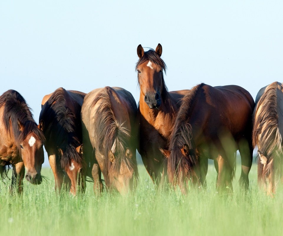 Обои небо, трава, лето, лошади, кони, коричневые, пасутся, шесть, the sky, grass, summer, horse, horses, brown, grazing, six разрешение 2880x1802 Загрузить