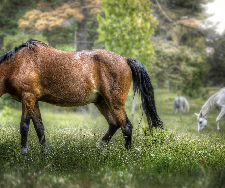 Обои трава, деревья, природа, фон, лошади, кони, grass, trees, nature, background, horse, horses разрешение 2035x1080 Загрузить