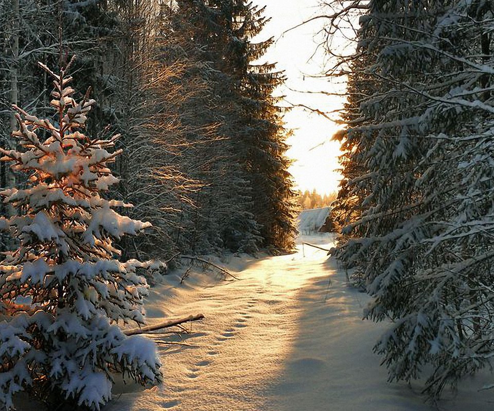 Обои снег, дерево, зима, луч, snow, tree, winter, ray разрешение 2560x1600 Загрузить