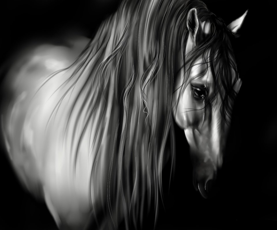 Обои лошадь, черно-белая, черный фон, животное, грива, horse, black and white, black background, animal, mane разрешение 3500x2625 Загрузить