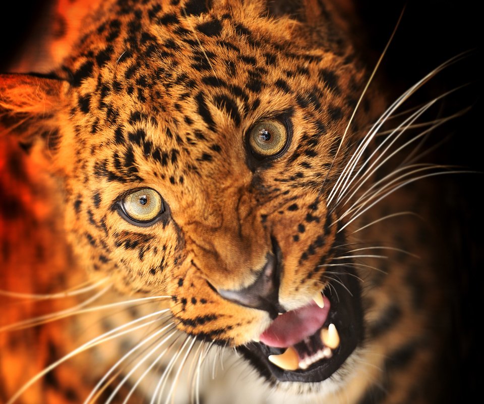 Обои морда, взгляд, леопард, клыки, хищник, черный фон, животное, масть, face, look, leopard, fangs, predator, black background, animal, the suit разрешение 2330x1741 Загрузить