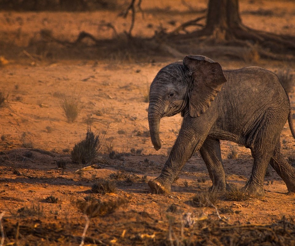 Обои животные, слон, слоненок, животно е, слоники, animals, elephant, elephants разрешение 2000x1329 Загрузить