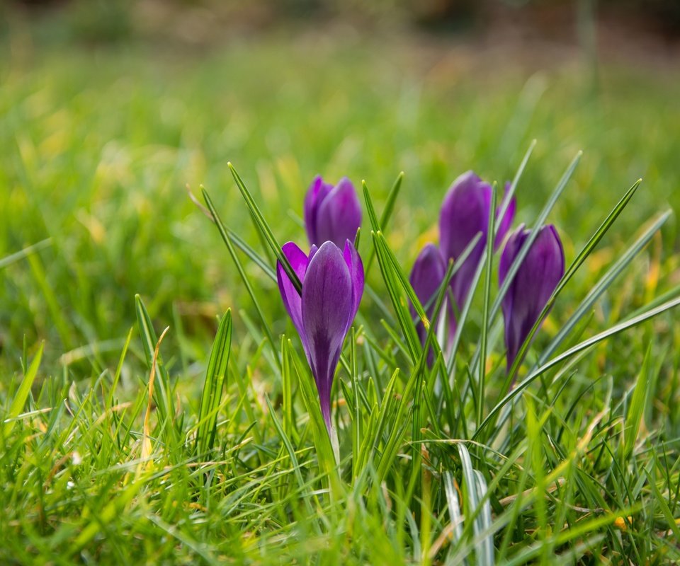 Обои цветы, трава, весна, крокусы, flowers, grass, spring, crocuses разрешение 6000x4000 Загрузить