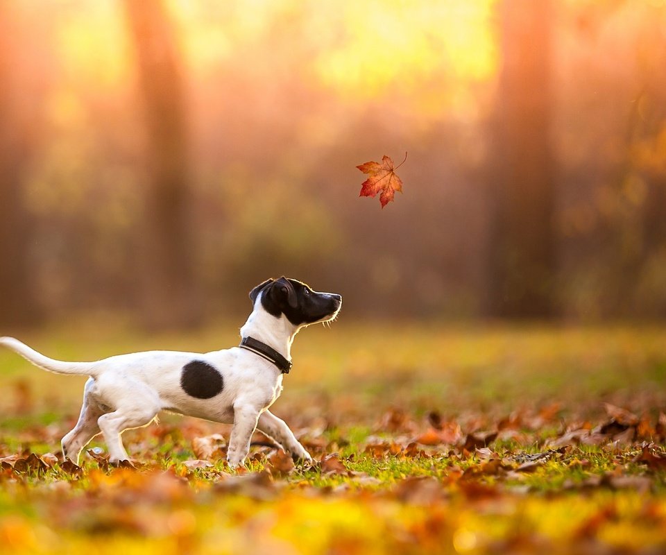 Обои осень, лист, щенок, клен, джек-рассел-терьер, autumn, sheet, puppy, maple, jack russell terrier разрешение 2048x1365 Загрузить