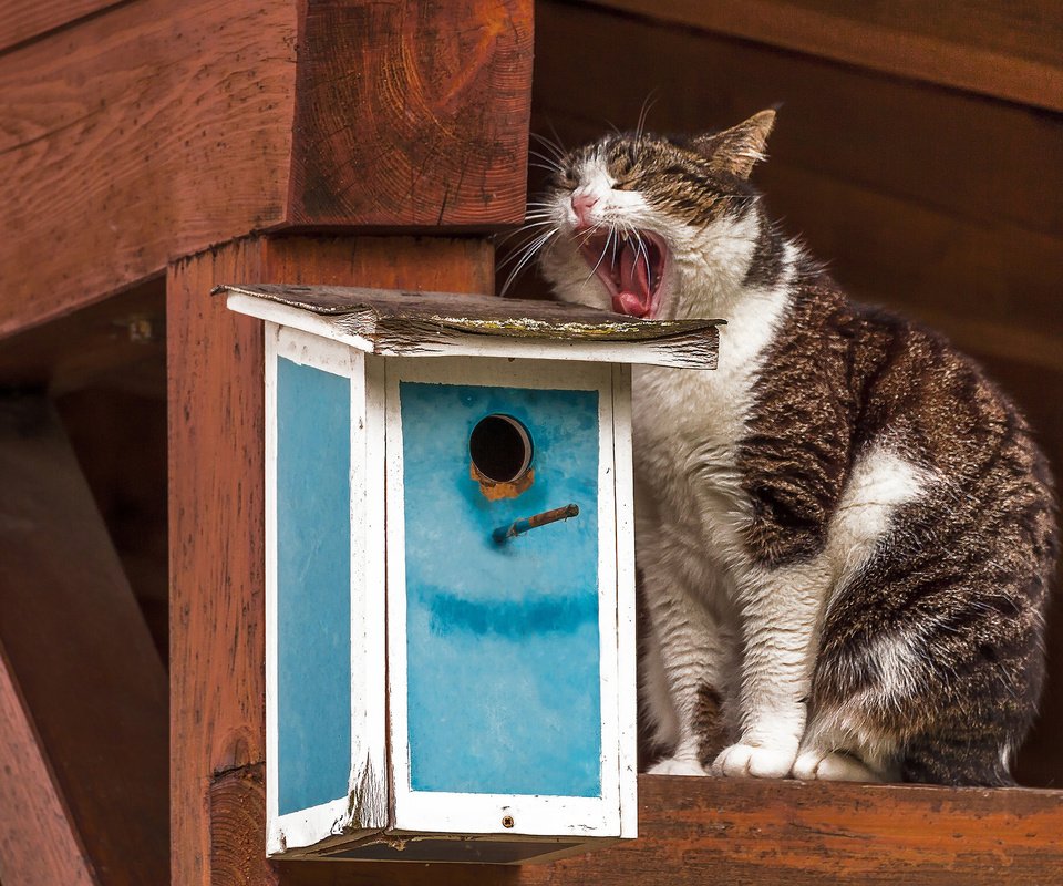 Обои кот, кошка, скворечник, зевает, ожидание, зевок, cat, birdhouse, yawns, waiting, yawn разрешение 2048x1538 Загрузить