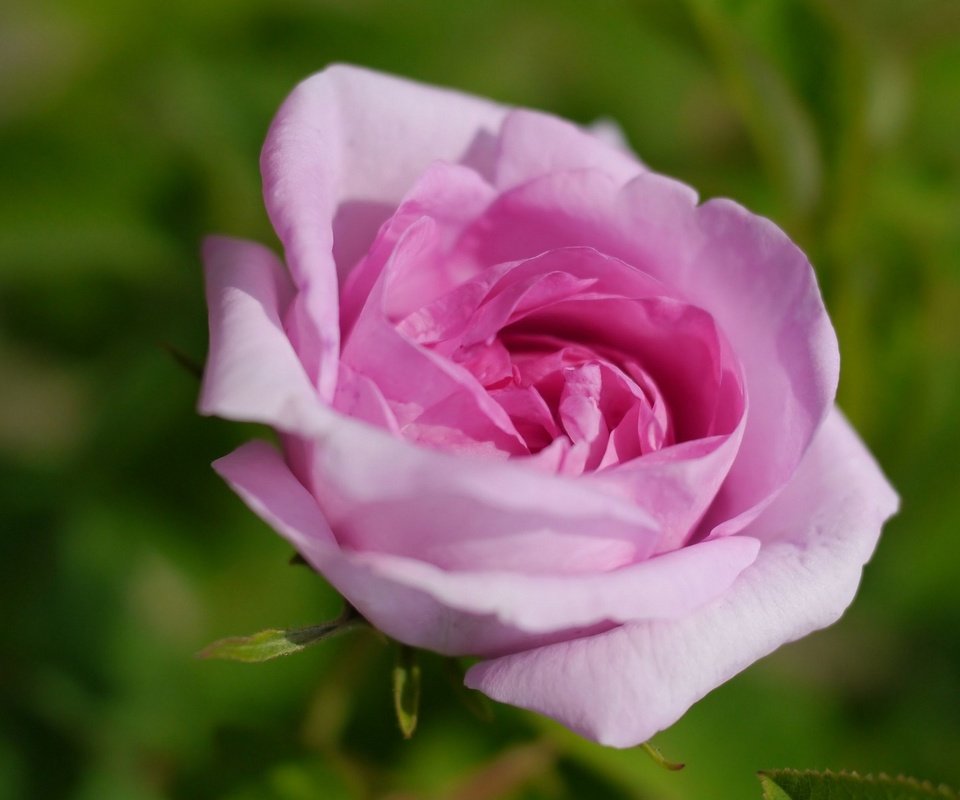 Обои цветок, роза, розовый, flower, rose, pink разрешение 1920x1200 Загрузить