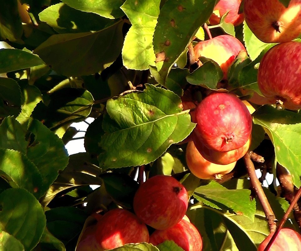 Обои листья, лето, фрукты, яблоки, плоды, leaves, summer, fruit, apples разрешение 2304x1296 Загрузить