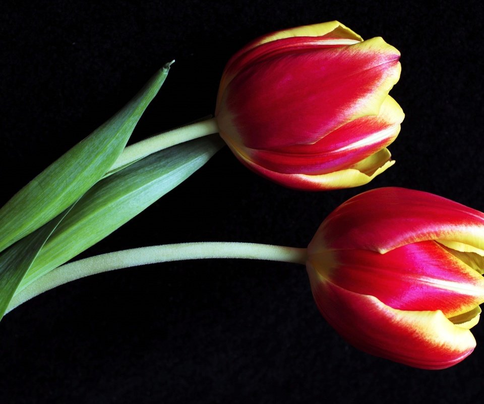 Обои бутоны, макро, тюльпаны, buds, macro, tulips разрешение 3000x1838 Загрузить