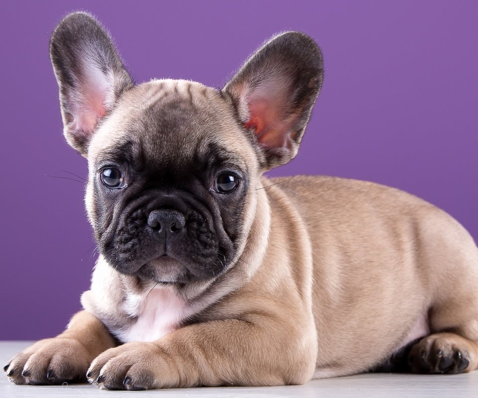 Обои щенок, порода, милый, французский бульдог, puppy, breed, cute, french bulldog разрешение 3000x1959 Загрузить