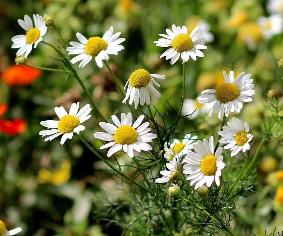 Обои цветы, природа, ромашки, белые, flowers, nature, chamomile, white разрешение 1920x1080 Загрузить