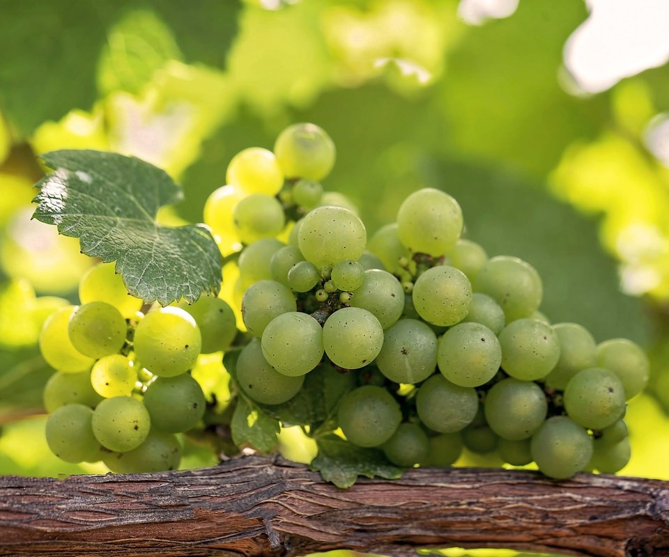 Обои зелёный, виноград, лоза, гроздь, green, grapes, vine, bunch разрешение 2048x1365 Загрузить