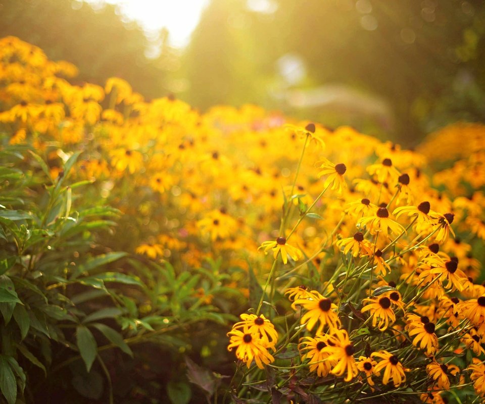 Обои цветы, лепестки, желтые, flowers, petals, yellow разрешение 3008x2008 Загрузить