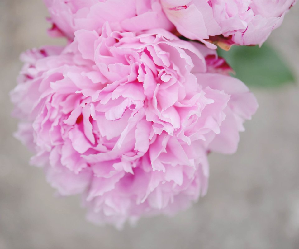 Обои цветок, лепестки, розовые, пион, flower, petals, pink, peony разрешение 3008x2008 Загрузить