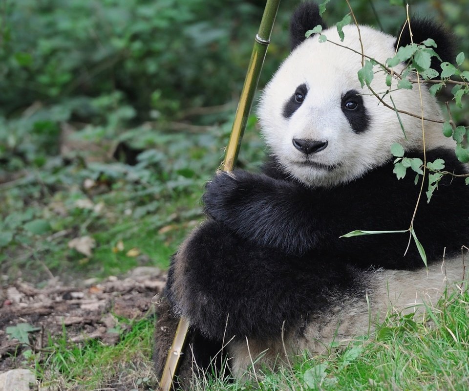 Обои панда, малыш, милый, panda, baby, cute разрешение 2200x1414 Загрузить