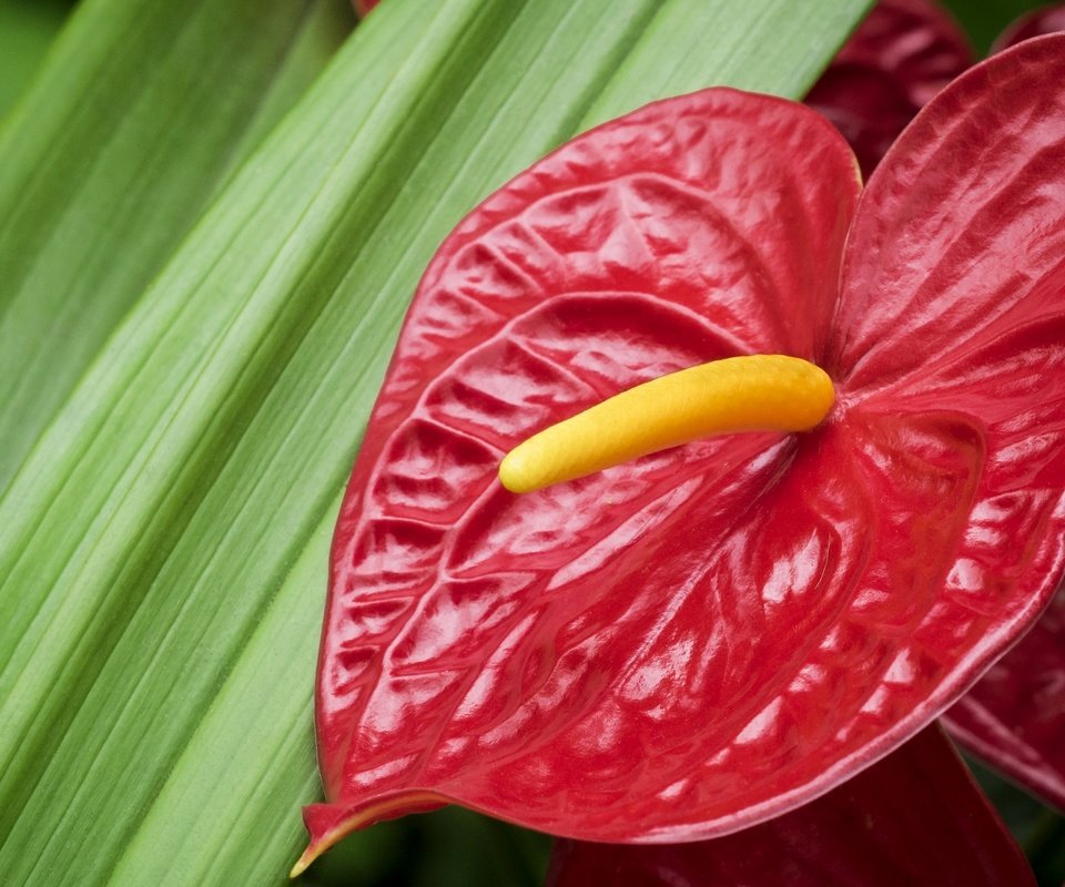 Обои макро, цветок, фламинго, красный, антуриум, macro, flower, flamingo, red, anthurium разрешение 2048x1355 Загрузить