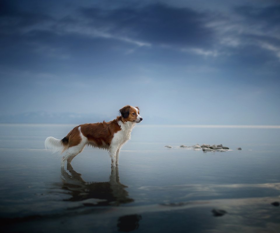 Обои море, взгляд, собака, друг, sea, look, dog, each разрешение 2048x1365 Загрузить