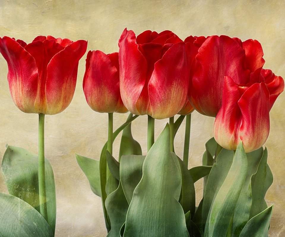 Обои бутоны, текстура, тюльпаны, buds, texture, tulips разрешение 2048x1536 Загрузить
