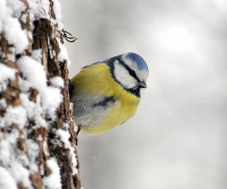 Обои птица, синица, лазоревка, bird, tit, blue tit разрешение 1920x1272 Загрузить