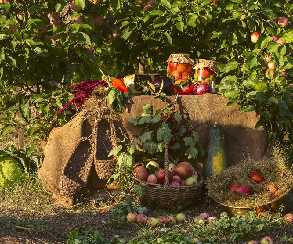 Обои яблоки, сад, лук, урожай, овощи, капуста, кабачки, яблони, apples, garden, bow, harvest, vegetables, cabbage, zucchini, apple разрешение 2400x1600 Загрузить