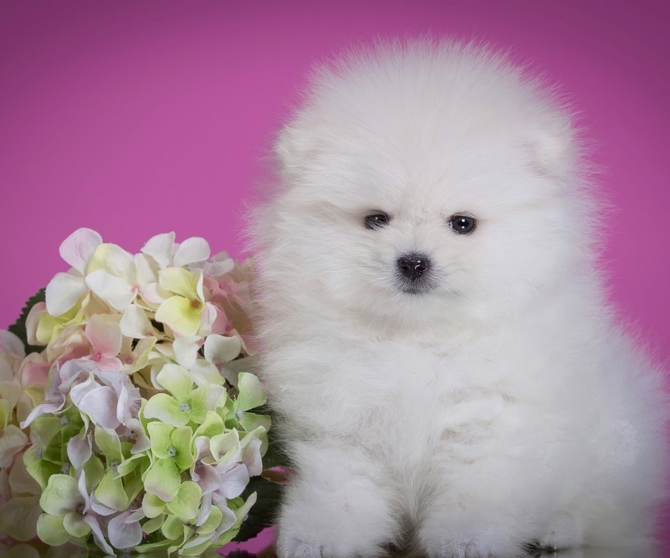 Обои цветок, пушистый, белый, щенок, милый, гортензия, шпиц, flower, fluffy, white, puppy, cute, hydrangea, spitz разрешение 2400x1575 Загрузить
