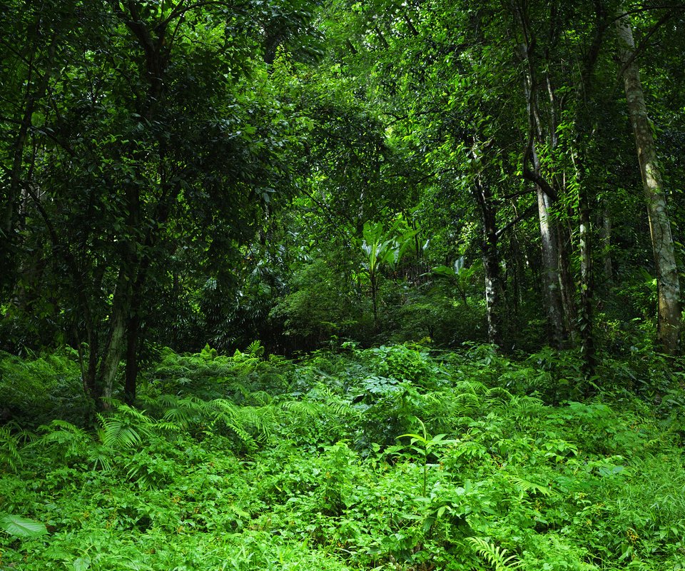 Обои трава, деревья, зелень, лес, тропики, джунгли, grass, trees, greens, forest, tropics, jungle разрешение 3000x2000 Загрузить