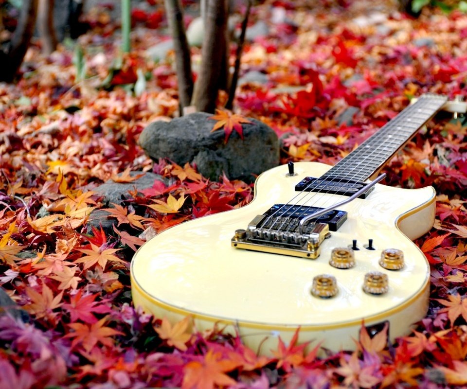 Обои лес, листья, гитара, осень, осен,  листья, forest, leaves, guitar, autumn разрешение 1920x1200 Загрузить