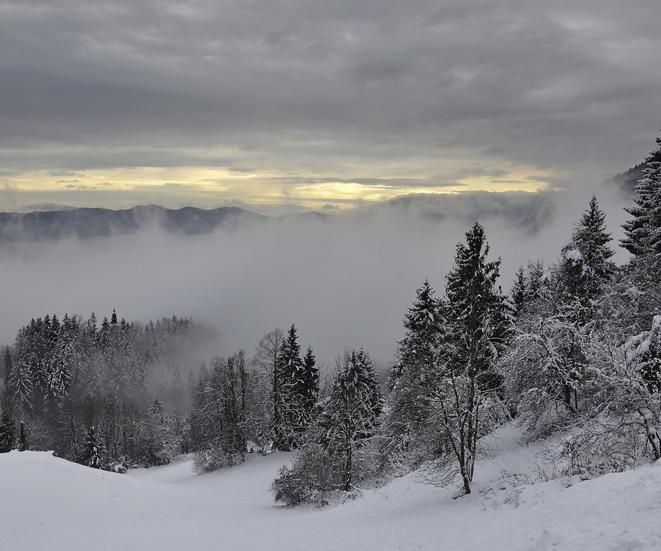 Обои деревья, горы, снег, зима, туман, trees, mountains, snow, winter, fog разрешение 1920x1280 Загрузить