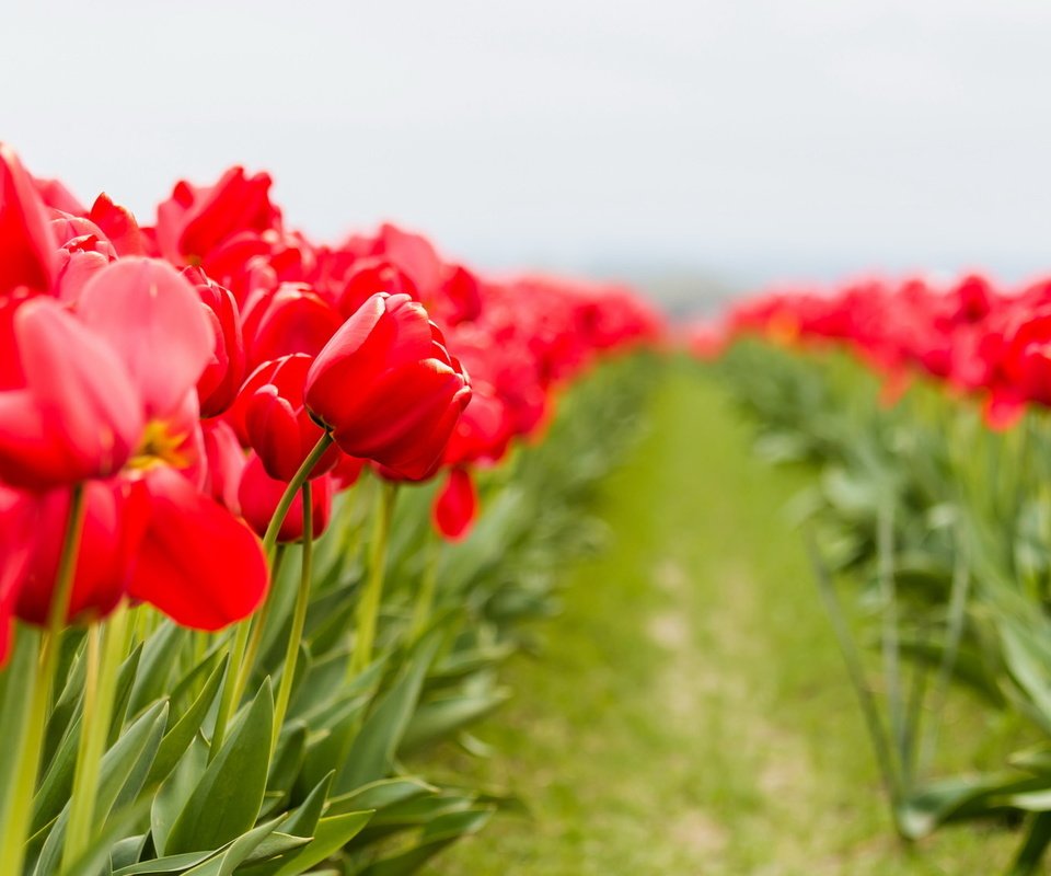 Обои цветы, макро, тюльпаны, flowers, macro, tulips разрешение 2048x1129 Загрузить