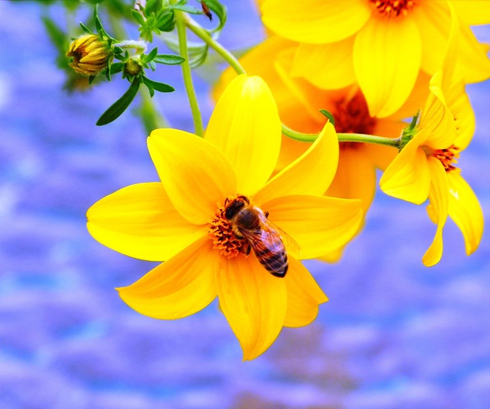Обои желтый, насекомое, цветок, пчела, yellow, insect, flower, bee разрешение 2048x1536 Загрузить