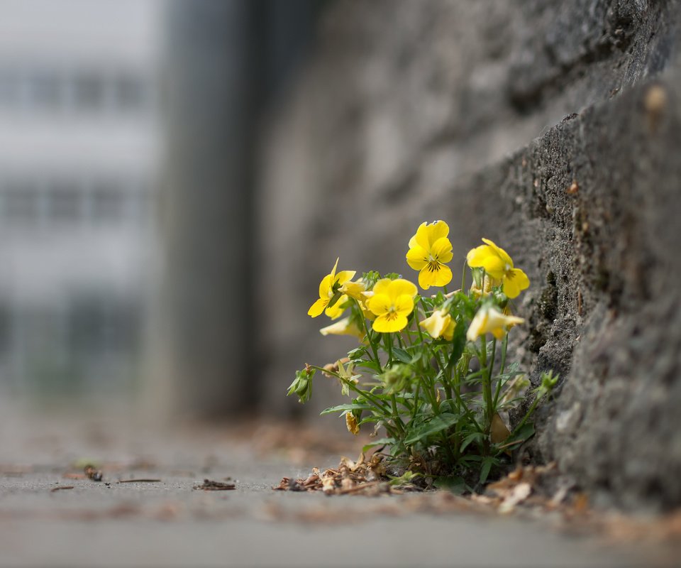 Обои цветы, город, улица, анютины глазки, flowers, the city, street, pansy разрешение 1920x1442 Загрузить