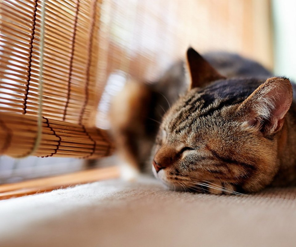 Обои фон, кот, кошка, сон, окно, background, cat, sleep, window разрешение 1920x1277 Загрузить