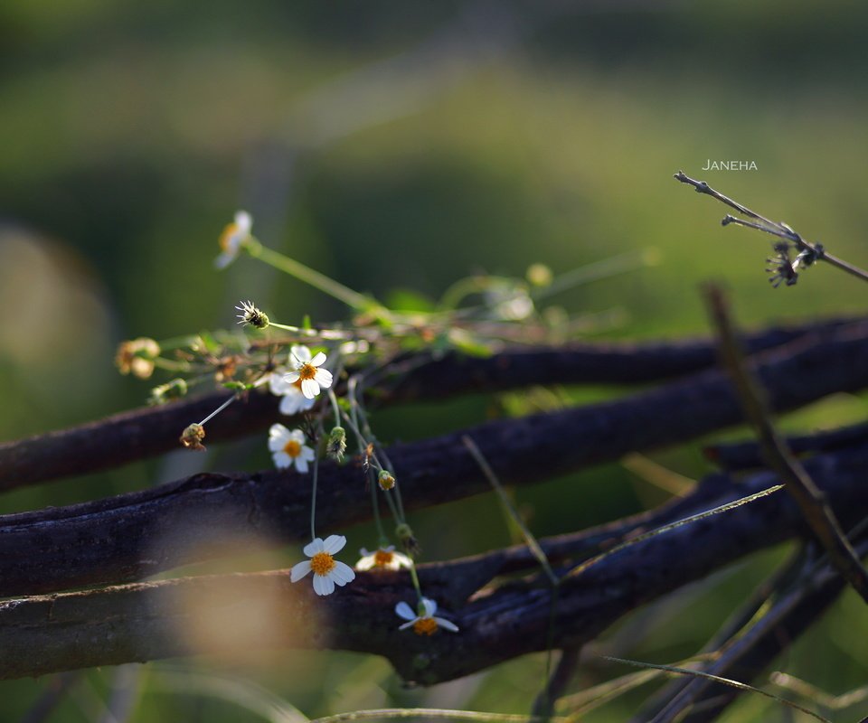 Обои цветы, природа, фон, полевые цветы, jane ha, flowers, nature, background, wildflowers разрешение 2835x1890 Загрузить