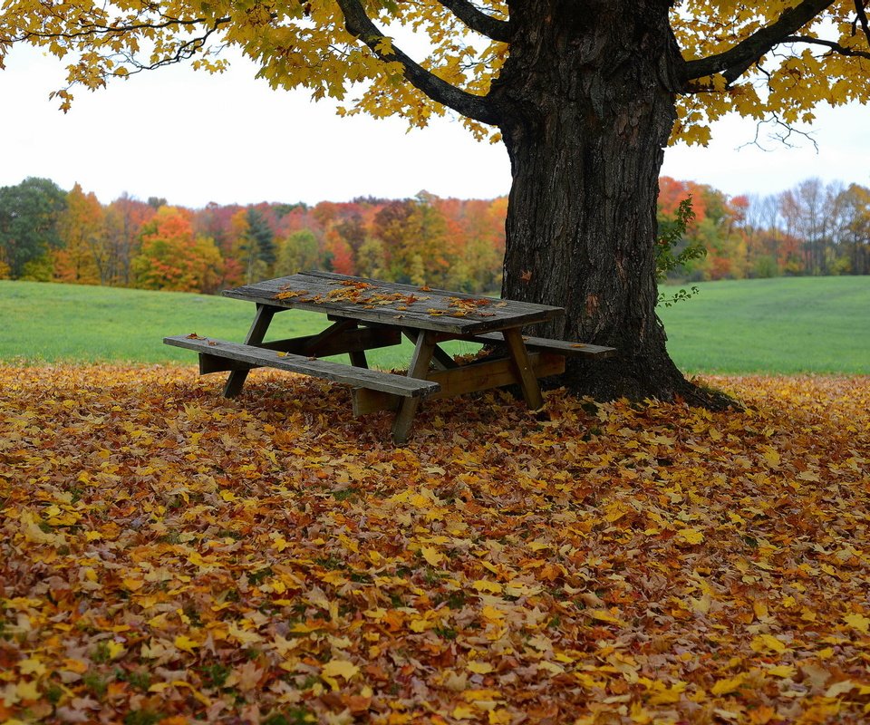 Обои дерево, листья, осень, стол, скамья, tree, leaves, autumn, table, bench разрешение 2048x1365 Загрузить