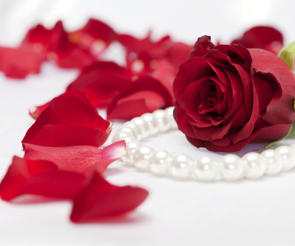 Обои цветок, роза, лепестки, ожерелье, жемчуг, flower, rose, petals, necklace, pearl разрешение 6000x4000 Загрузить