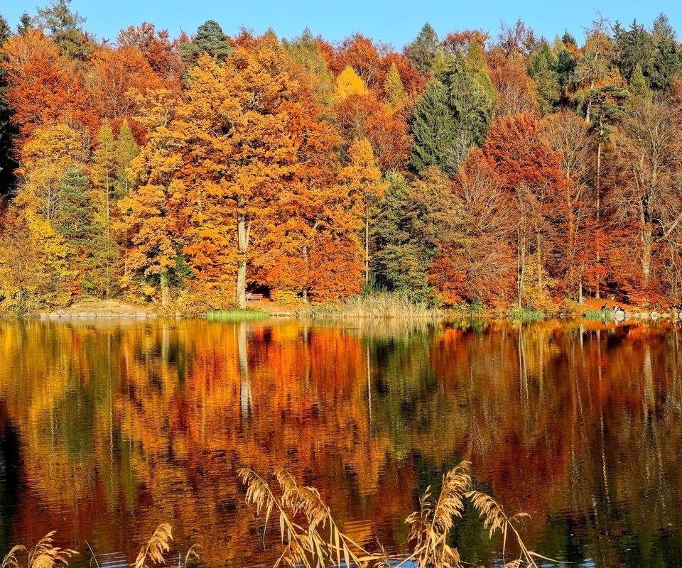 Обои деревья, озеро, лес, листья, отражение, парк, осень, скамья, trees, lake, forest, leaves, reflection, park, autumn, bench разрешение 2000x1333 Загрузить