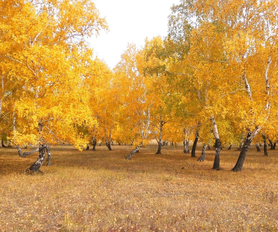 Обои деревья, природа, лес, листья, пейзаж, березы, осень, казахстан, trees, nature, forest, leaves, landscape, birch, autumn, kazakhstan разрешение 3264x2294 Загрузить