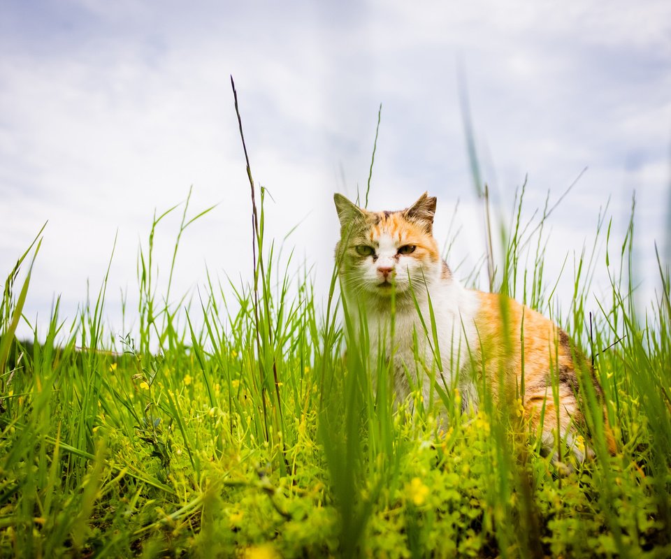Обои трава, кот, лето, кошка, взгляд, grass, cat, summer, look разрешение 2048x1365 Загрузить