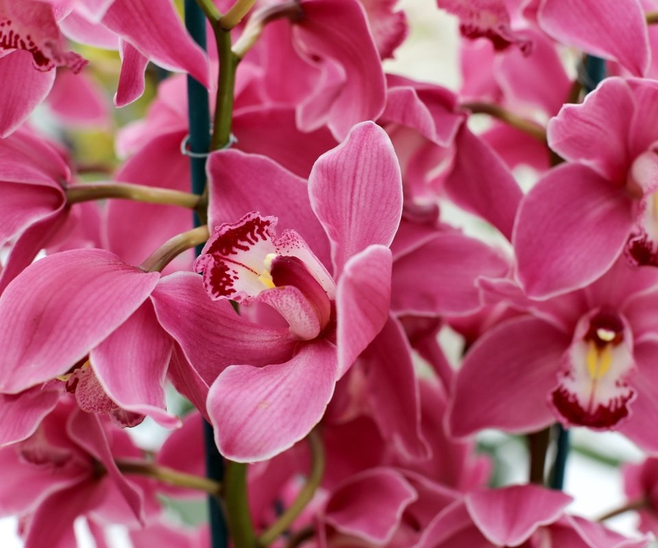 Обои макро, розовый, орхидея, macro, pink, orchid разрешение 1920x1280 Загрузить