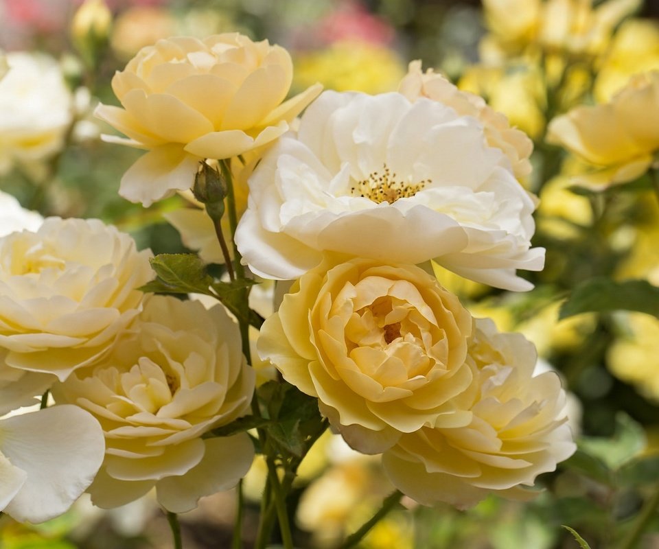 Обои цветы, желтый, розы, куст, flowers, yellow, roses, bush разрешение 1920x1279 Загрузить